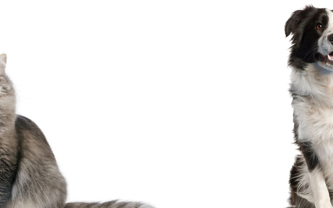 donation_bg_4 (1)