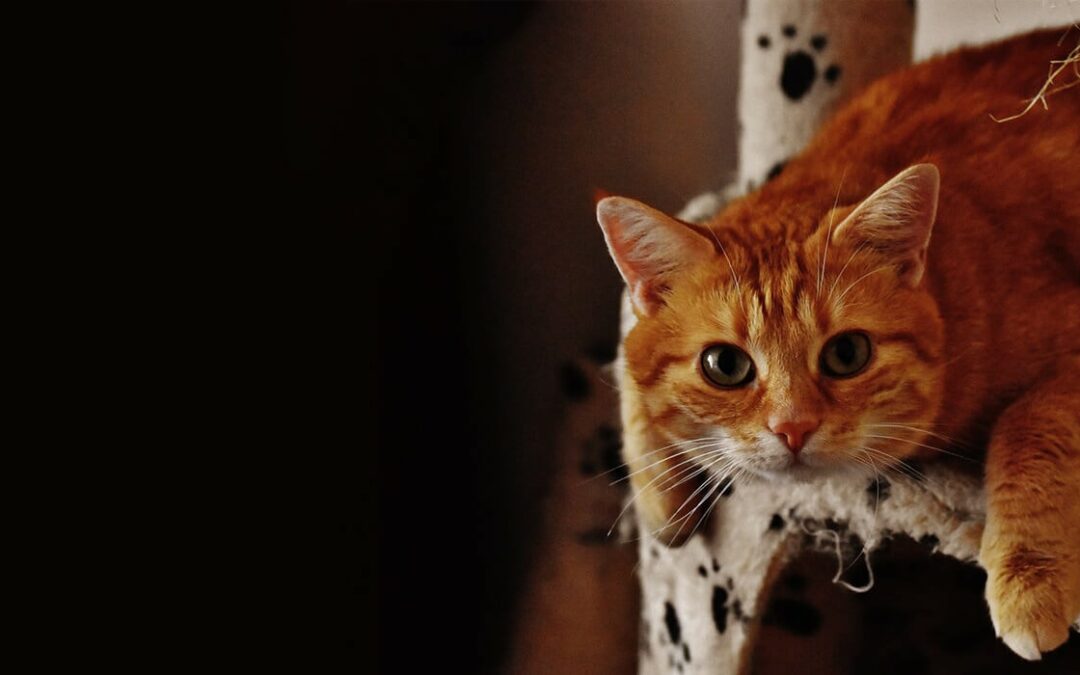 home_slider_bg_0014_6