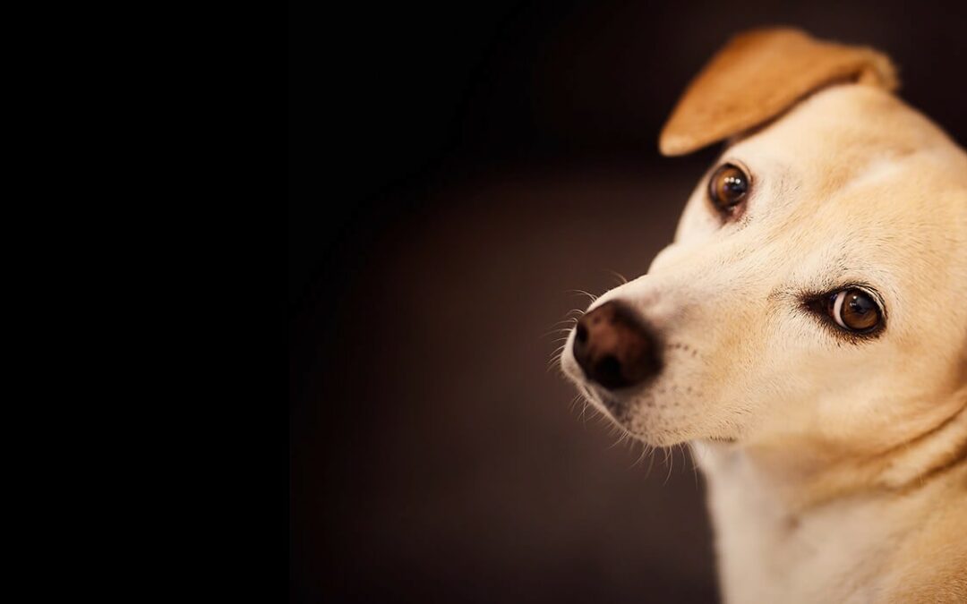 home_slider_bg_0019_1