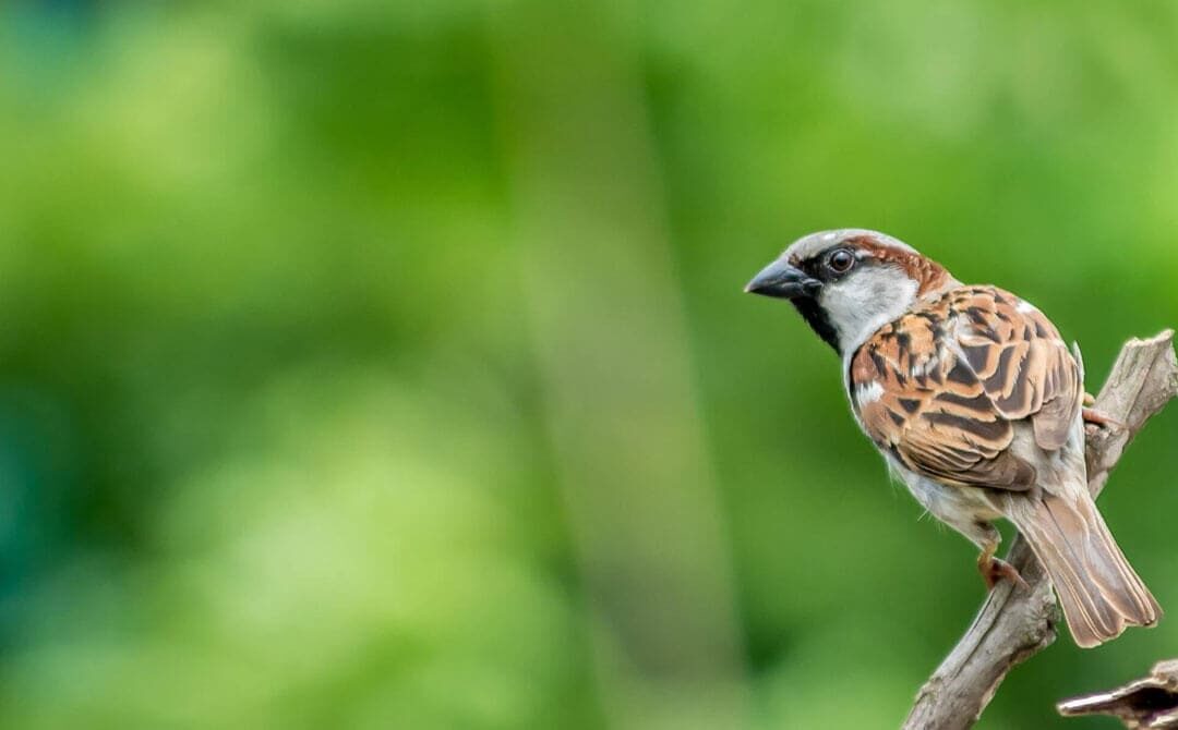 bg-bird-2